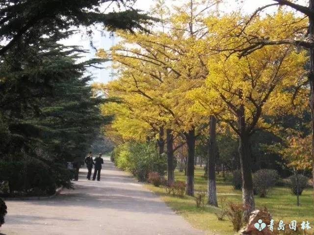 岛城秋韵,“杏”好有你