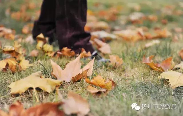 明日立冬,扬州最美的秋景都在这里啦!