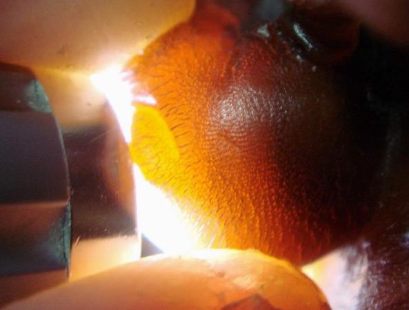 犀角中医讲解,有关犀角的辨别所有视频总汇