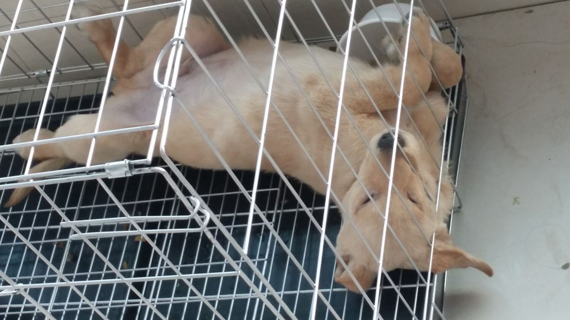 狗狗犬瘟热8天了,狗狗犬瘟热治疗已经20天了