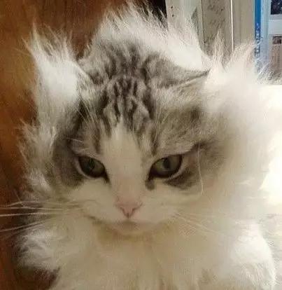 洗发护发套装推荐干枯毛躁,干枯毛躁懒人免洗护发乳