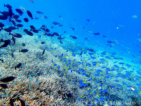 帕劳海底鲨鱼图片大全,帕劳海洋奇观之谜