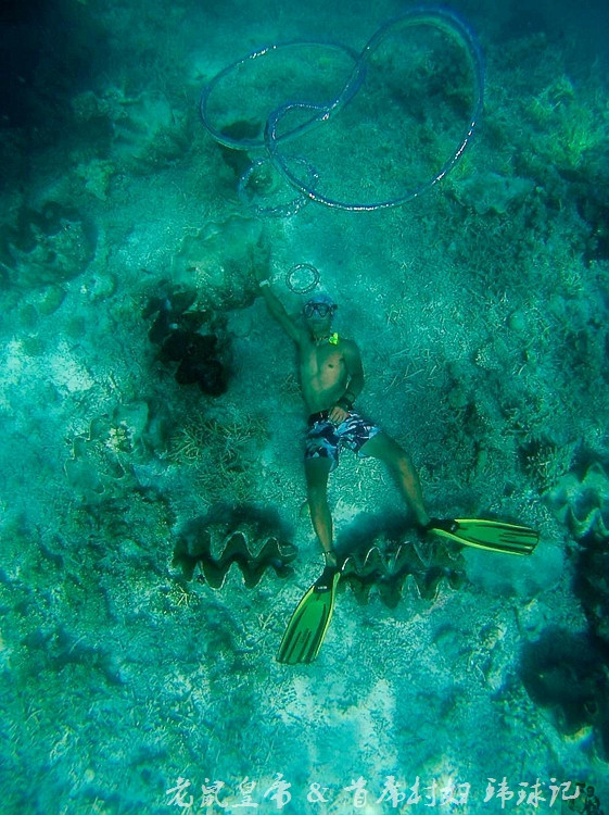 帕劳海底世界完整视频,帕劳潜水遇到的海底生物