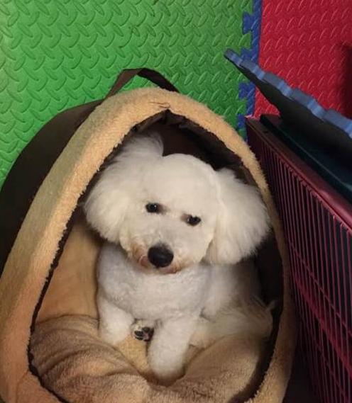 比熊带着我家比熊,比熊带着我家比熊出来