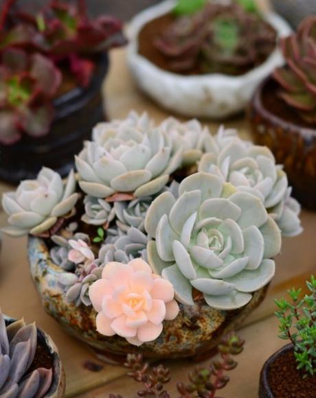 怎么养多肉植物才不会死,多肉植物容易养死原因