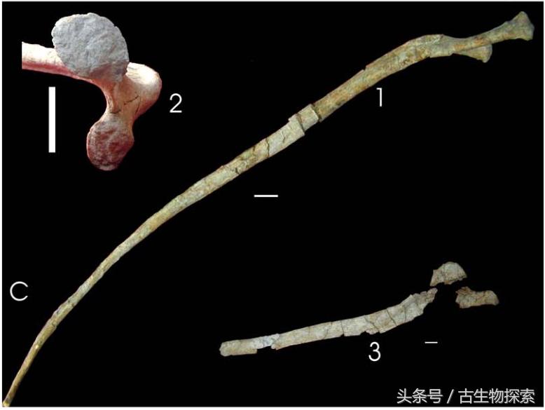 恐龙黄河巨龙,史前中国十大恐龙