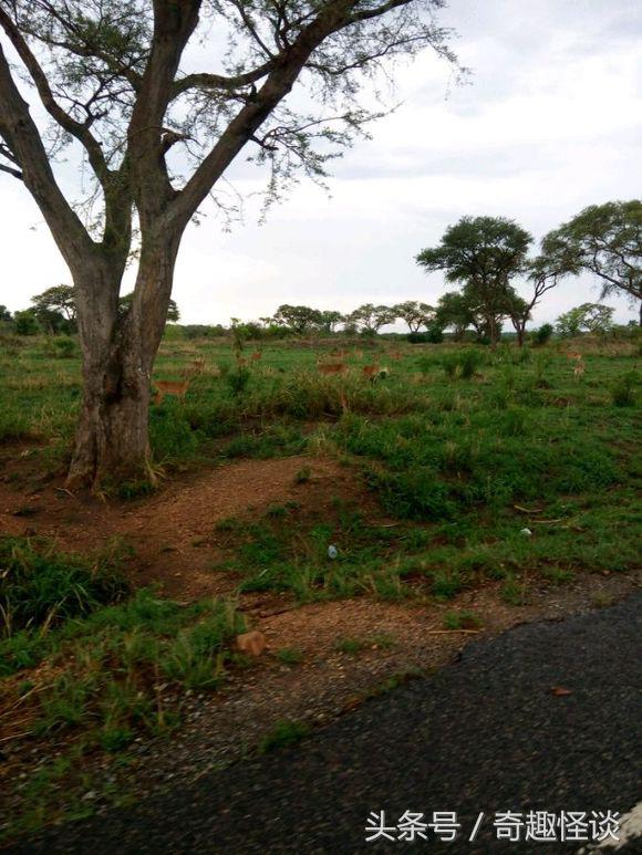 我在非洲工作的日子，给大家介绍下非洲的风土人情
