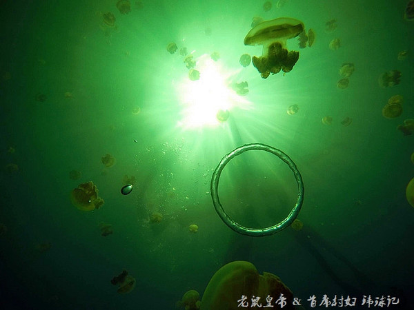 帕劳海底鲨鱼图片大全,帕劳海洋奇观之谜