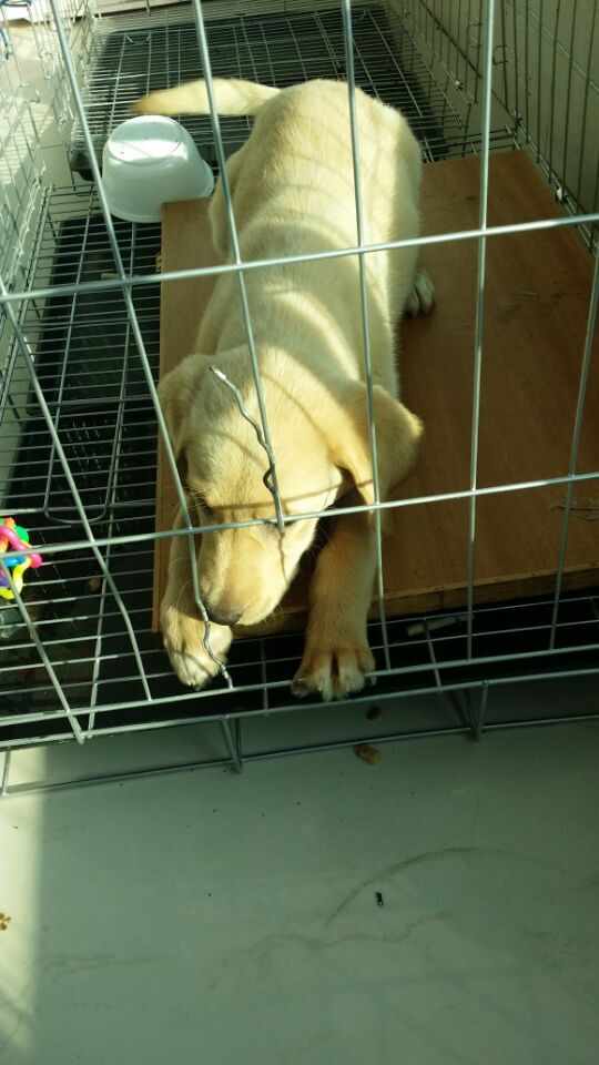 治疗犬瘟的药哪里可以买,犬瘟去药店买啥药