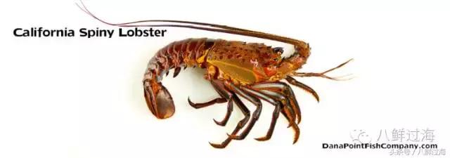 波士顿龙虾竟然是超大号小龙虾,波士顿龙虾绝对鲜活