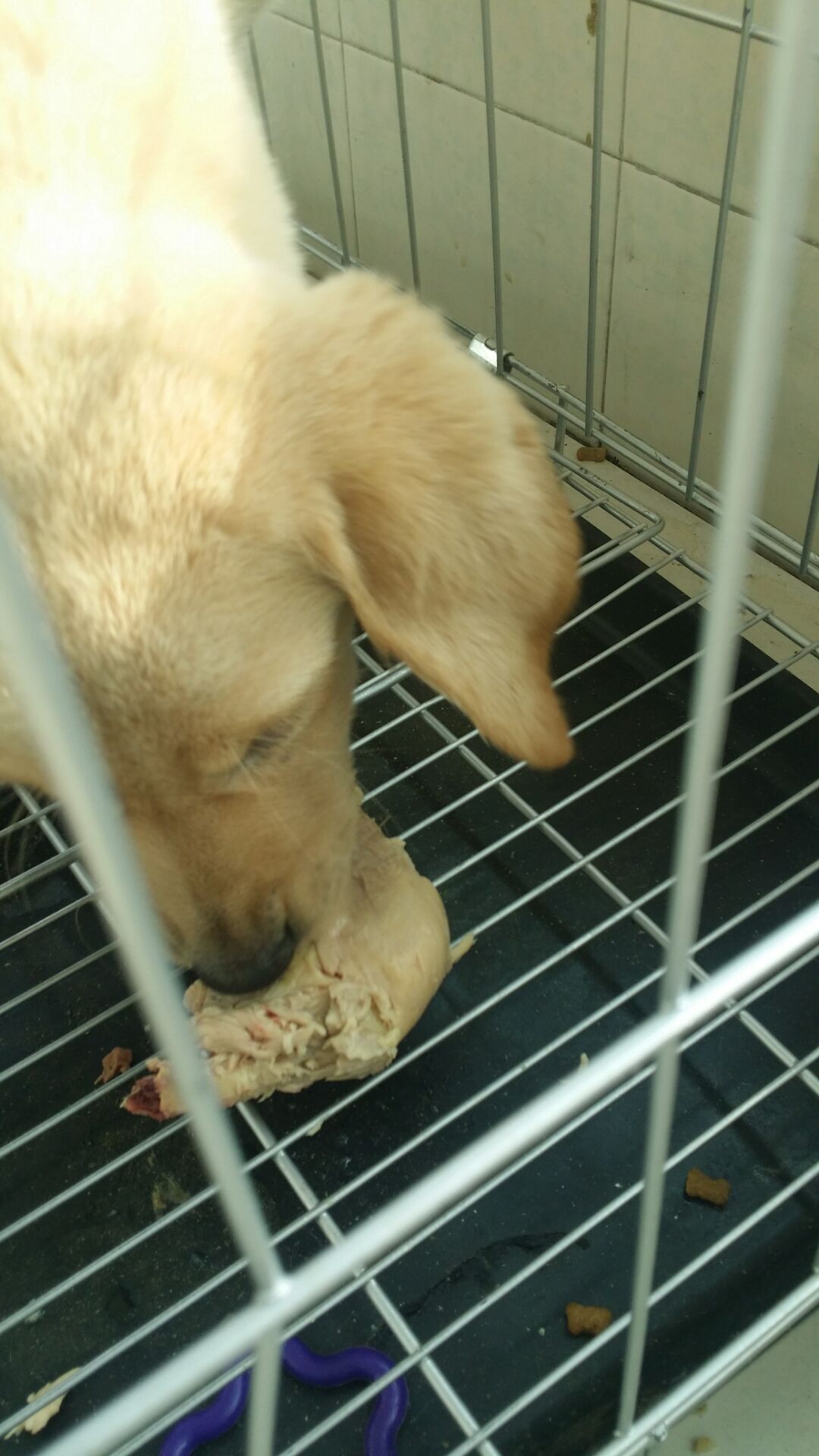 怎么判断犬瘟热狗狗好转,犬瘟热狗狗在家怎么护理