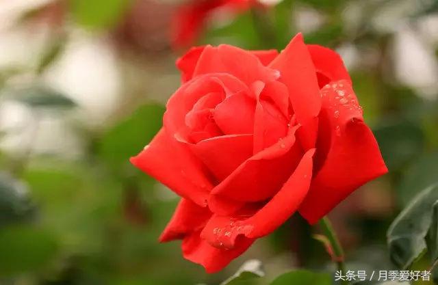 平常的日子送什么花比较好,夏秋季节送什么花合适呢