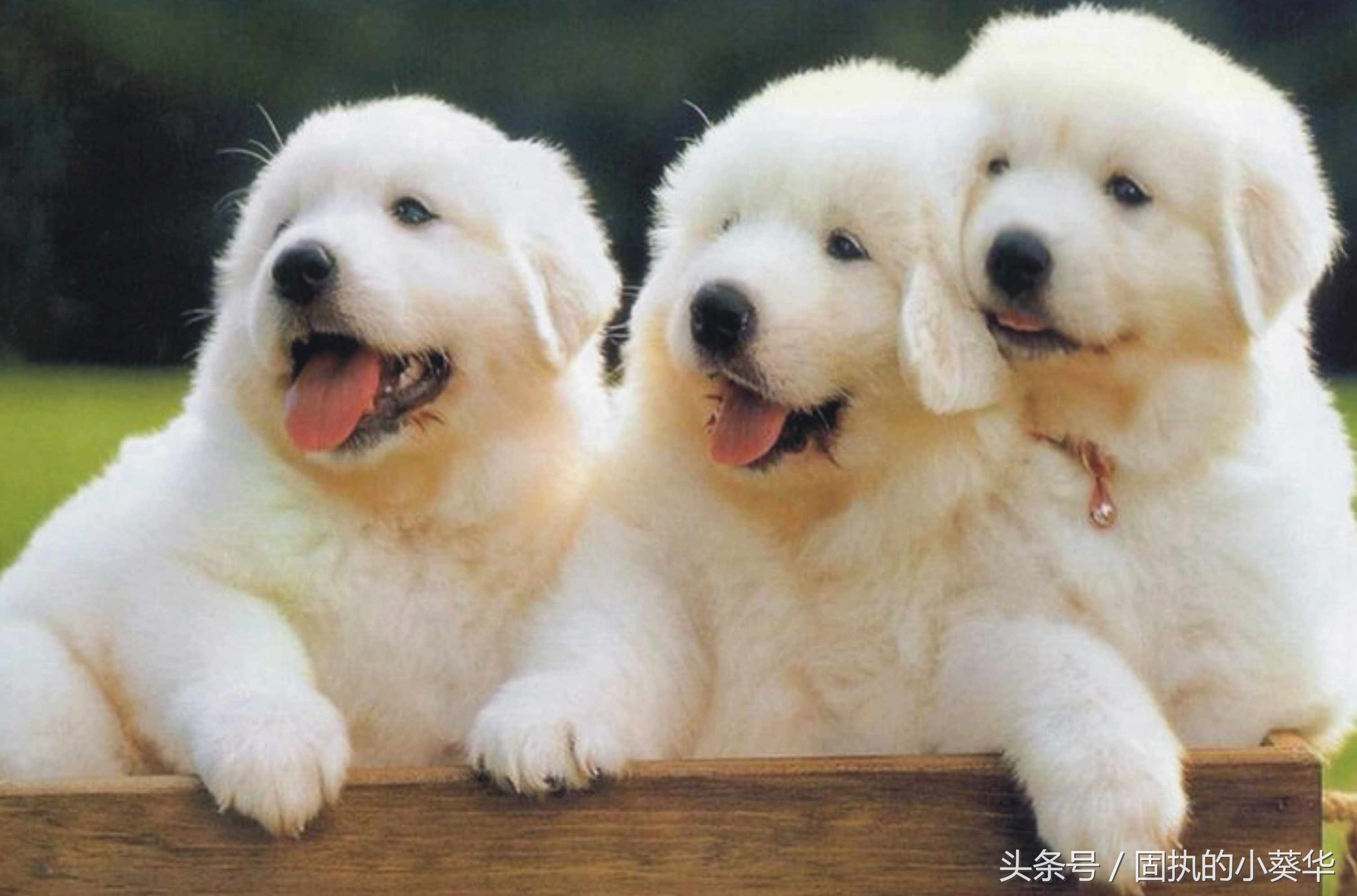 狗狗怀孕期间注意事项,狗狗怀孕30天怎么护理