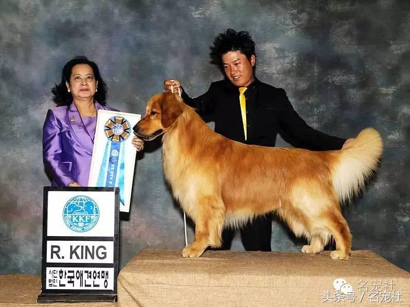 金毛寻回犬产地在哪,正规犬舍赛级双血统金毛幼犬