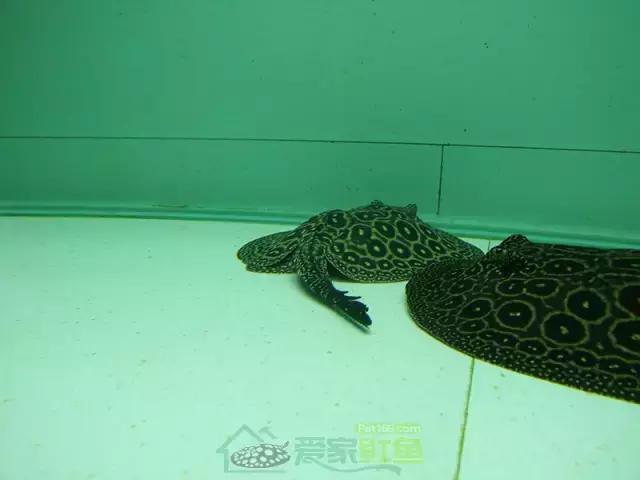 魟鱼是冷血动物吗？看完你就明白