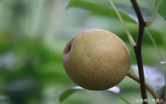 脸上长斑不好遮,脸上有斑的不花钱怎么祛斑
