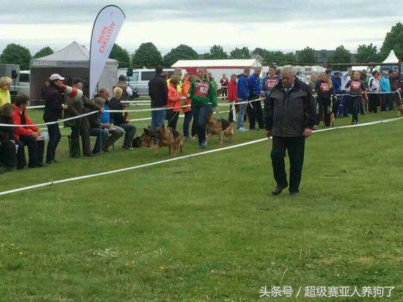 2017年德国牧羊犬犬展,sv德国牧羊犬本部展
