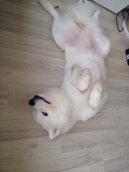 狗狗身上的毛剃光了是不是很难看,狗狗全部剃光毛的样子