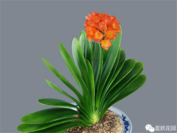 可以净化空气的室内盆栽植物,什么植物净化空气能力最强室内