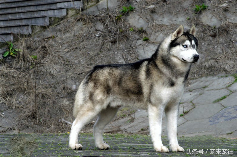 宠物狗柯基犬,拉雪橇的狗西伯利亚雪橇犬
