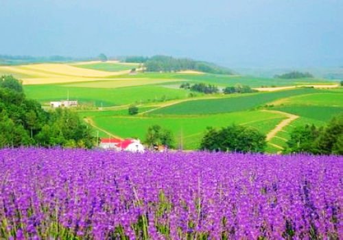 国内第一家“薰衣草世界”：清远薰衣草世界