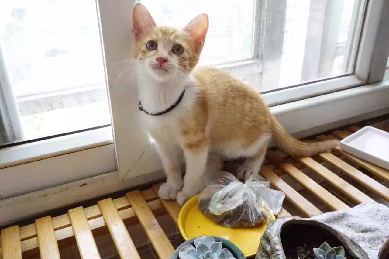 她懂宠物的一言一行，并且做了一个宠物界的“大众点评”