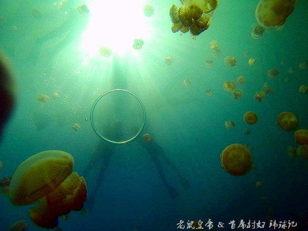 帕劳海底世界完整视频,帕劳潜水遇到的海底生物