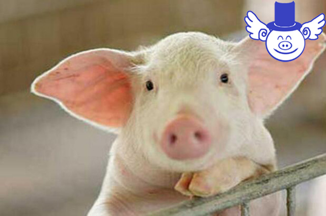 导致猪体温过低六大原因，学会如何预防才能让猪安然度过寒冬！