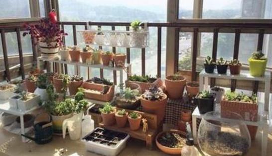 怎么养多肉植物才不会死,多肉植物容易养死原因