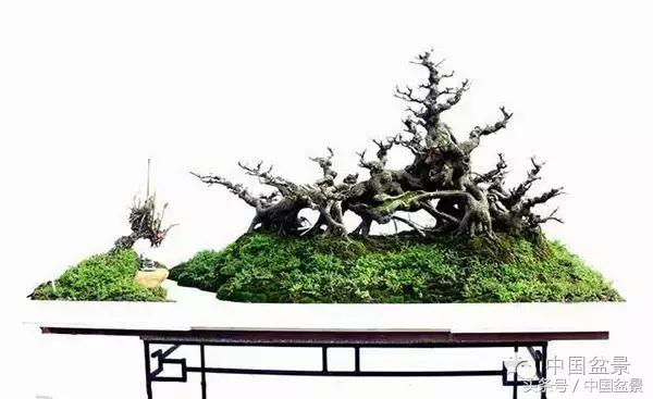 枸杞树桩盆景如何造型,紫薇盆景树桩造型图片