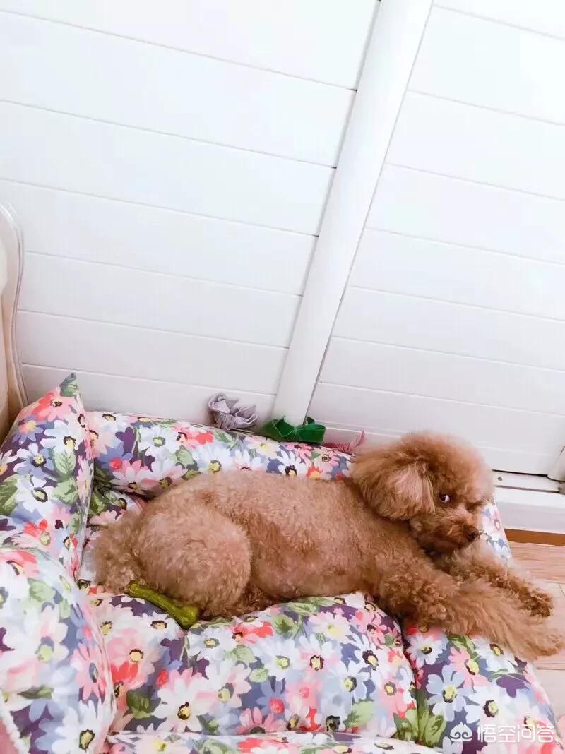 一只狗怎么对付铲屎官,狗子不听话凶主人