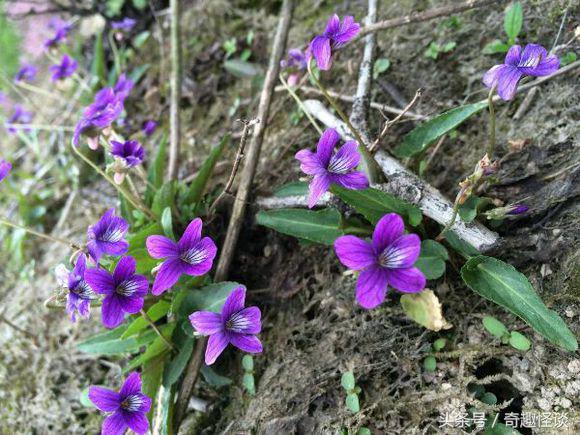 我在非洲工作的日子，给大家介绍下非洲的风土人情