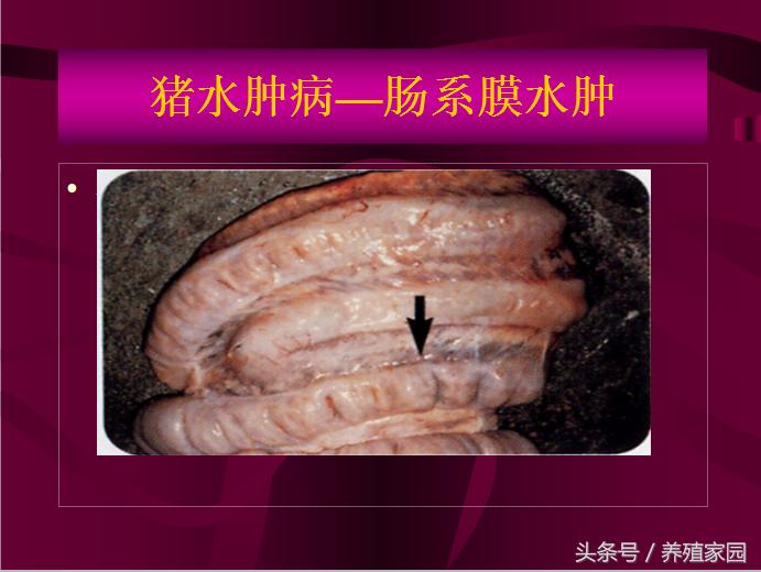 猪冬季腹泻疾病的原因