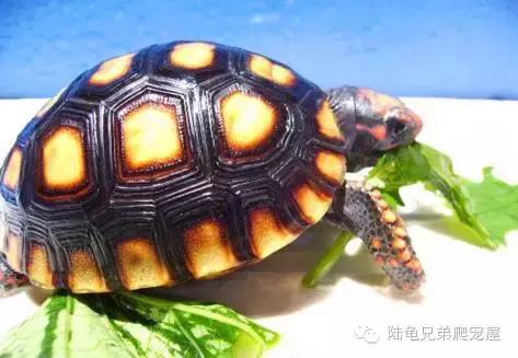 新手入门选什么跑鞋,新手入门选色