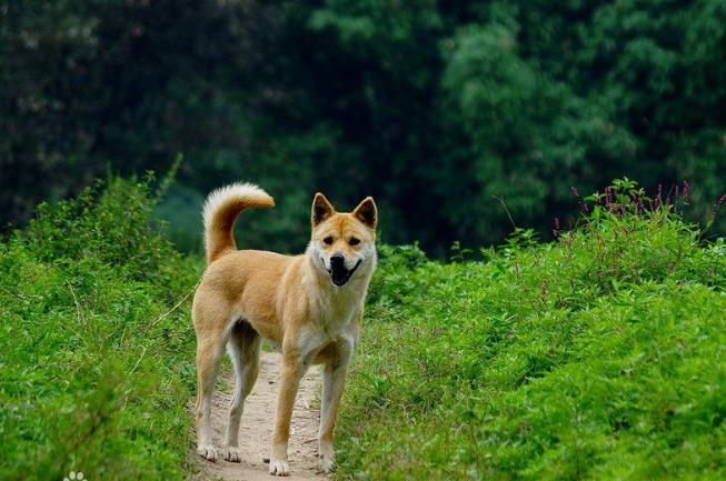 正宗中华田园犬还有多少只,中华田园犬最正宗的是哪个省