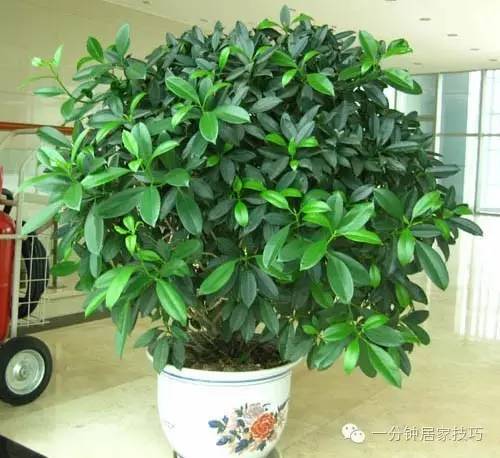 适合在屋里养有利于健康的植物,家里种植什么植物有助于健康