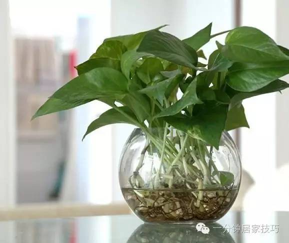 适合在屋里养有利于健康的植物,家里种植什么植物有助于健康