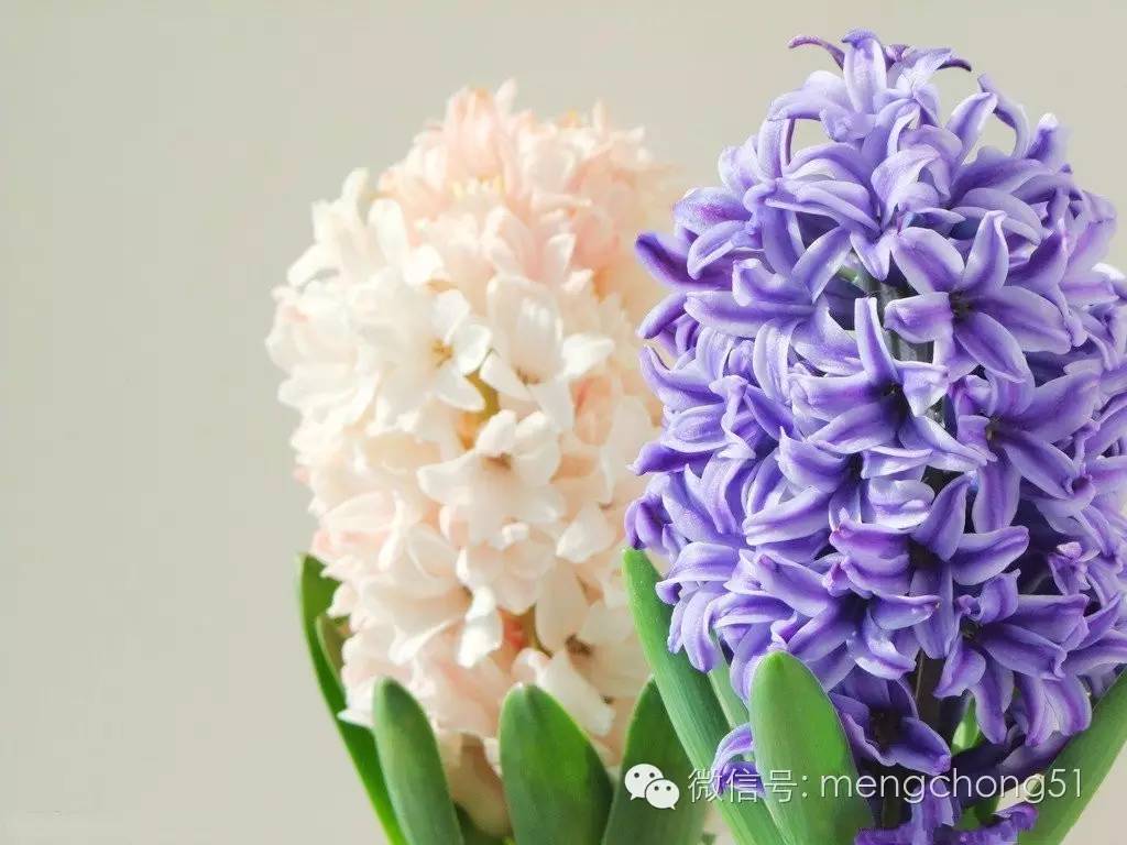 猫咪对哪些植物有毒,对猫咪有毒的植物