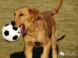 为什么狗遇到凶残的狗都要害怕,为什么狗对食物没有控制