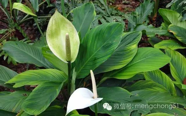 对猫咪有毒的植物有哪些？猫咪误食毒性植物怎么办？