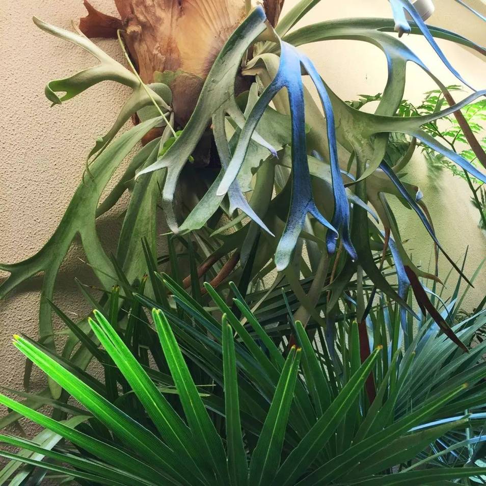 十万步走出的东京花店