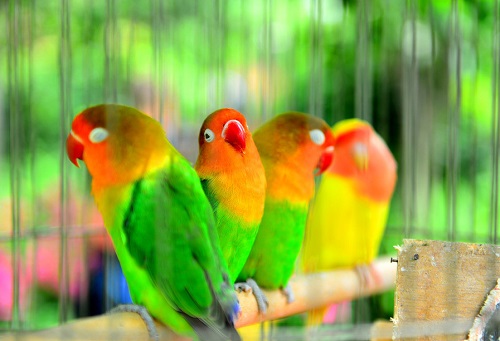 鹦鹉的最佳饲养温度,鹦鹉养殖湿度多少合适