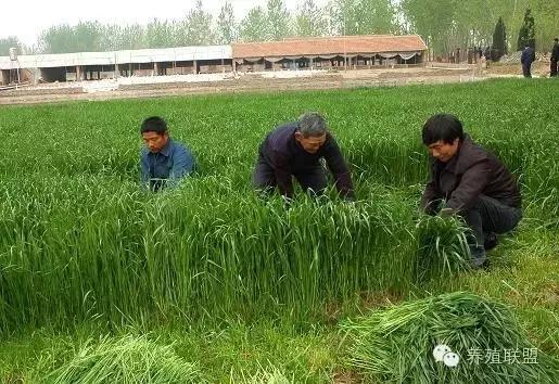 种草养鹅可以节省多少成本,种草养鹅技术及效益