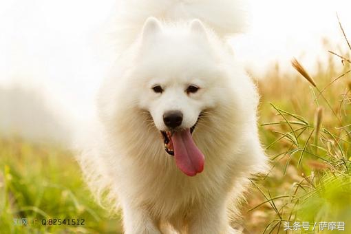 萨摩耶犬训练零食,萨摩耶护食狗训练
