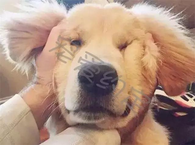 千万不要点开原声是什么梗,千万不要点开原声好吗