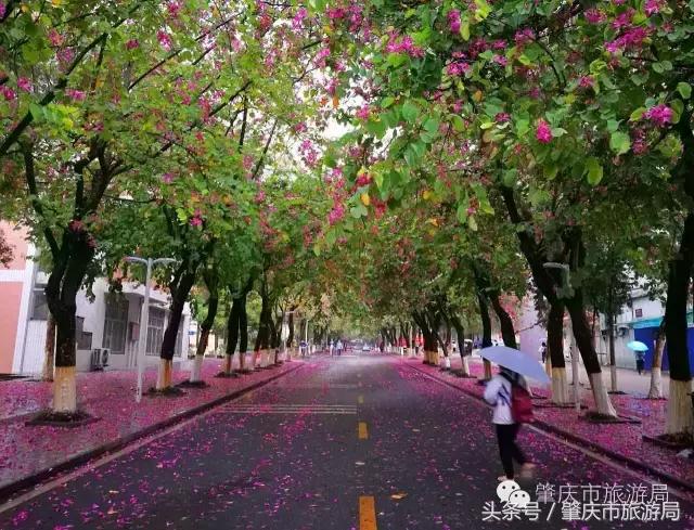 西大下了一场雨,美翻了整个肇庆!