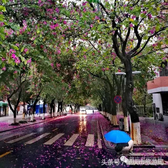 西大下了一场雨,美翻了整个肇庆!