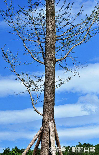 新疆野鹅自驾游视频,野鹅圣诞节自驾游