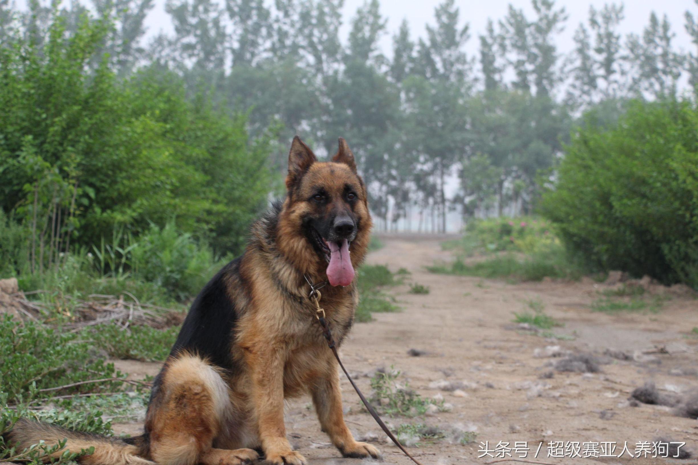 让叉拐、外八远离你的爱犬