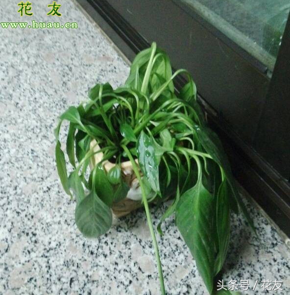 花蔫了怎么办三角梅,花蔫了怎么回事